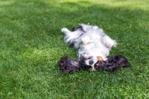 Parasitas de cães externos: pulgas, carrapatos, piolhos, ácaros