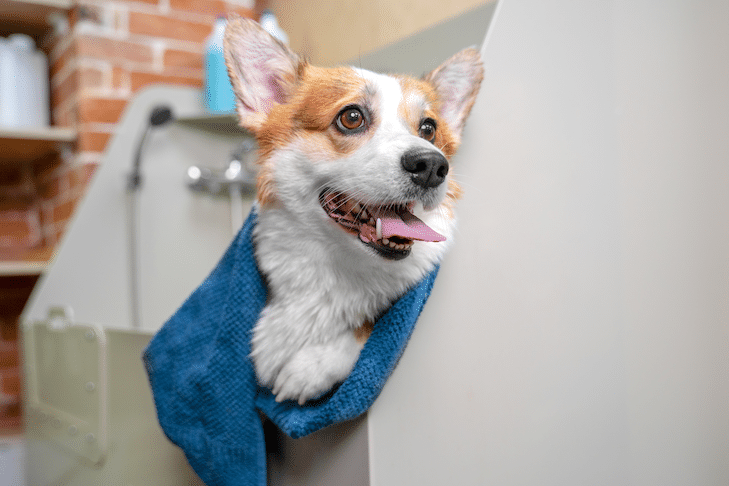 Dê banho no cachorro sem água: maneiras sem bagunça de manter os cães limpos