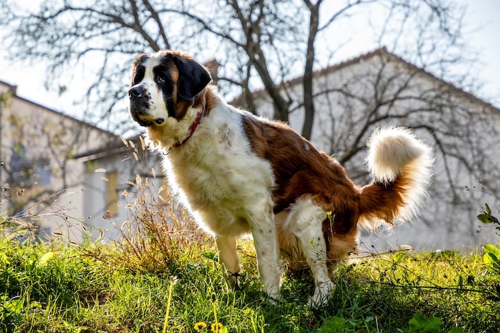 Sangue no cocô de cachorro: o que fazer se você encontrá-lo