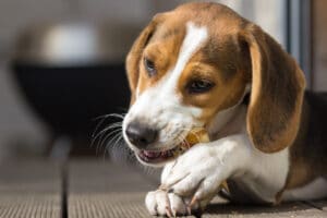 Petiscos dentários para cães: segurança e o que procurar