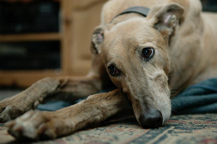 Dicas para tornar sua casa mais acessível a um cão idoso