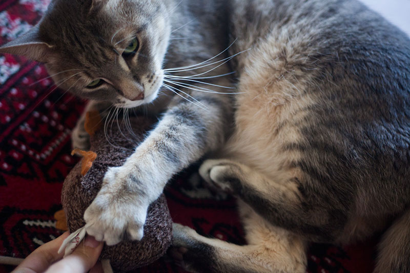 Gato não se exercita o suficiente?  Veja como mudar isso