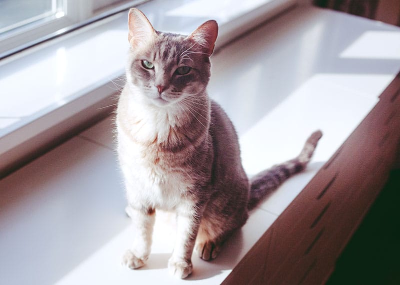 Um treino simples para gatos: tudo que você precisa é croquete!