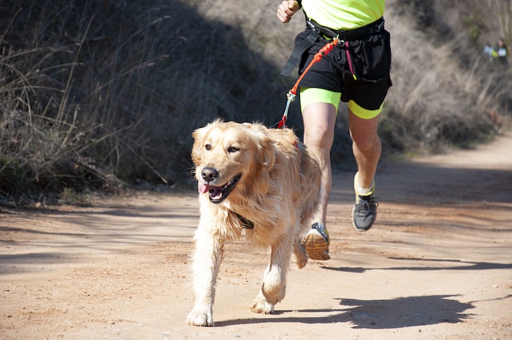 Como entrar em forma com seu cão