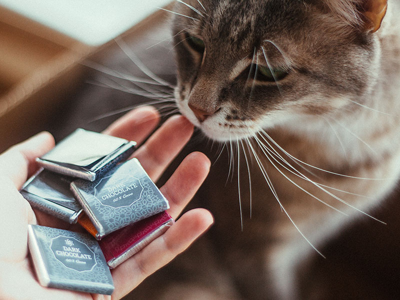 Gatos podem comer chocolate?  Chocolate é venenoso para gatos?