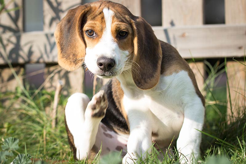 Alergias a cães