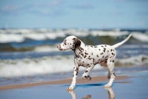 É perigoso para os cães beber água salgada?