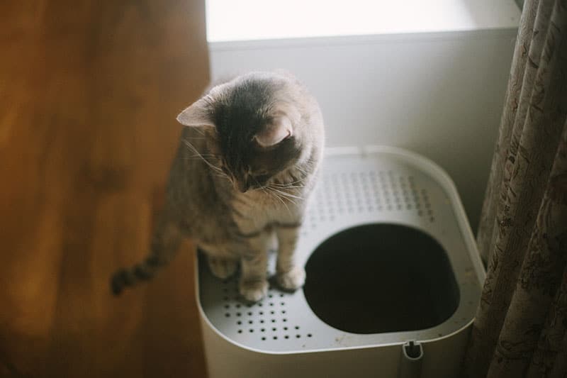 Como treinar um gato para usar uma caixa de areia de entrada superior