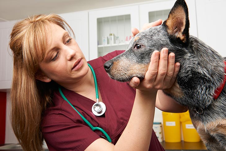 O que fazer quando você não pode pagar cuidados de saúde para o seu cão