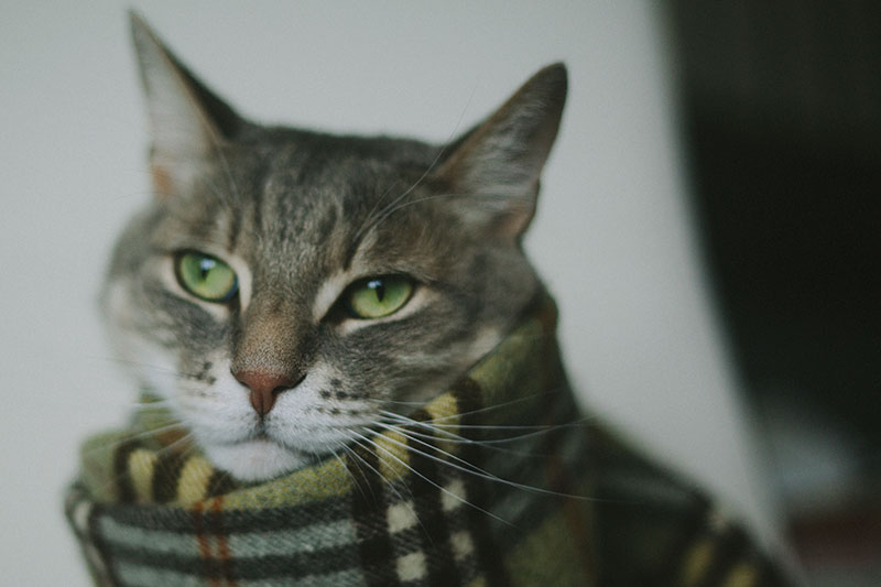 Coisas que só quem tem um melhor amigo gato entende