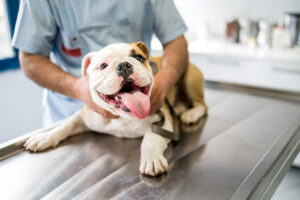 Check-ups mais gentis e calmos?  Reduzindo a ansiedade para visitas ao veterinário