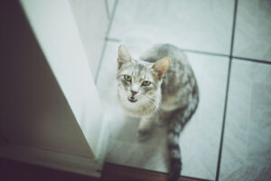 Como treinar acidentalmente seu gato para implorar por comida