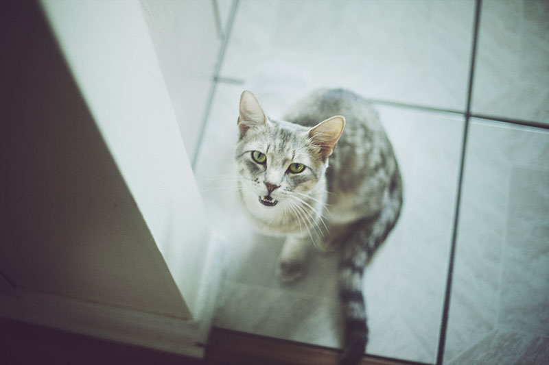 Como treinar acidentalmente seu gato para implorar por comida