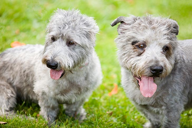 Proteja seu cão desses perigos de clima quente