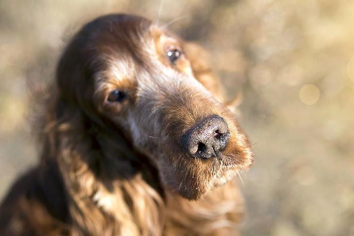 Lidando com a perda e o luto do cão em meio ao coronavírus