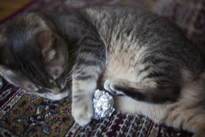 Bolas de folha de alumínio: já fez uma?  Seu gato brinca com eles?