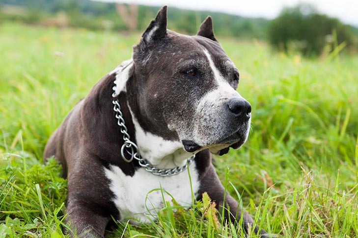 Cuidados Paliativos e Hospice para Cães com Doenças Terminais