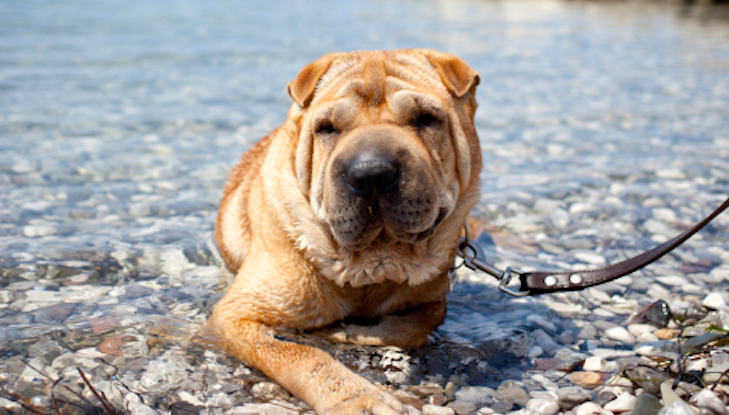 Como os donos de cães podem manter seus filhotes saudáveis ​​e seguros neste verão