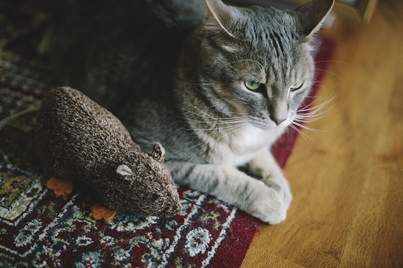 15 brinquedos fofos de catnip que eu adoraria ainda mais do que meu gato