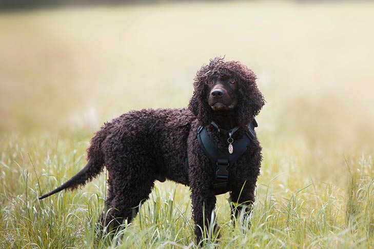 Mantenha seu cão protegido de pulgas e carrapatos com 10 dicas de prevenção