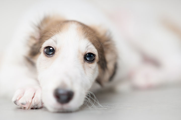 Problemas de barriga: quando o vômito do cão requer cuidados veterinários?