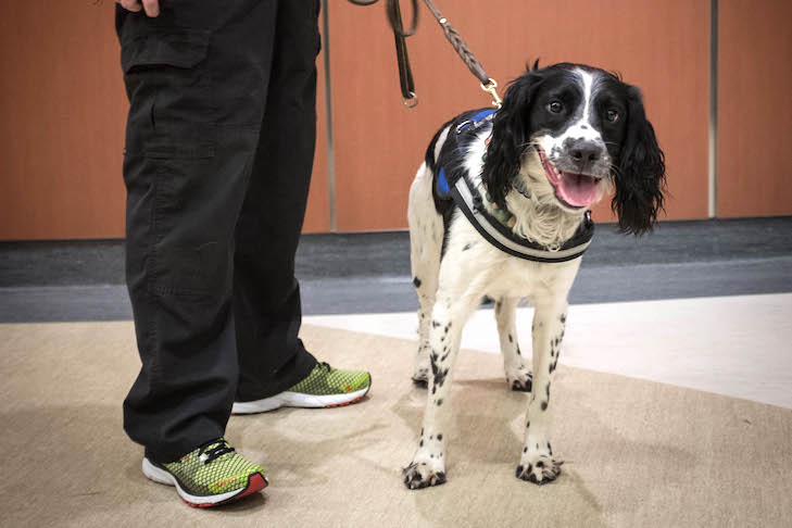 O nariz deste Spaniel é a chave para parar uma séria ameaça à saúde humana