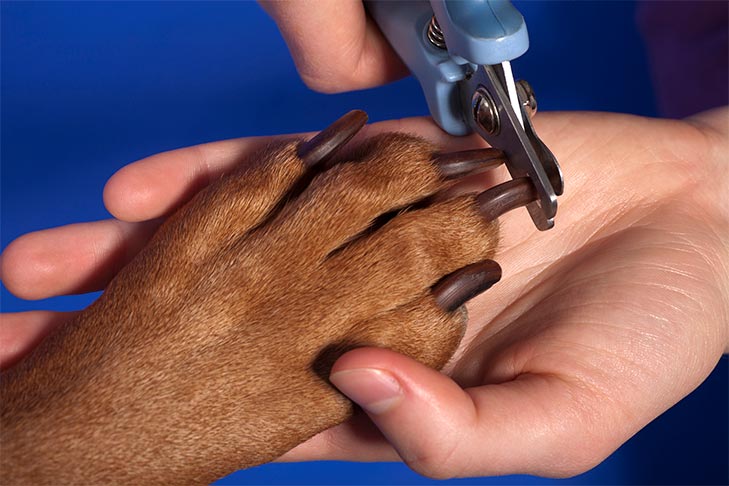 Cortando as unhas do seu cachorro