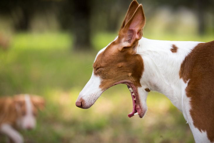 Asfixia em cães: o que fazer e manobra de Heimlich para cães