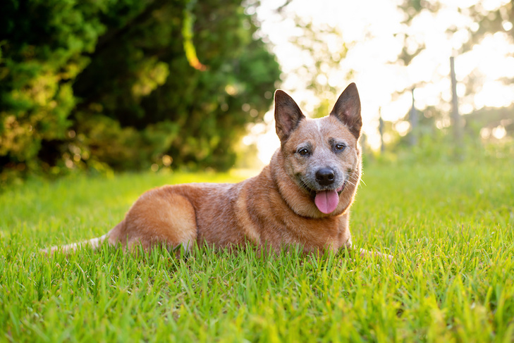 Dicas sobre prevenção de dirofilariose e medicamentos para cães