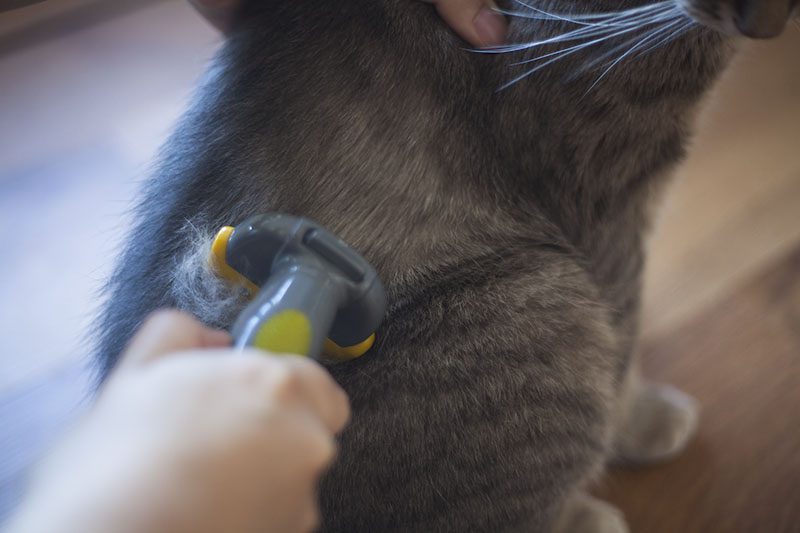 Escovar o seu gato com uma ferramenta de depilação para animais de estimação