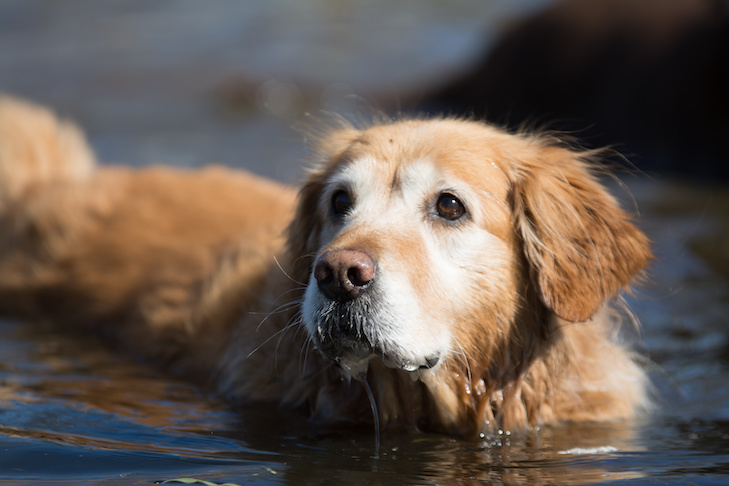 Como fornecer seu cão idoso com exercício adequado