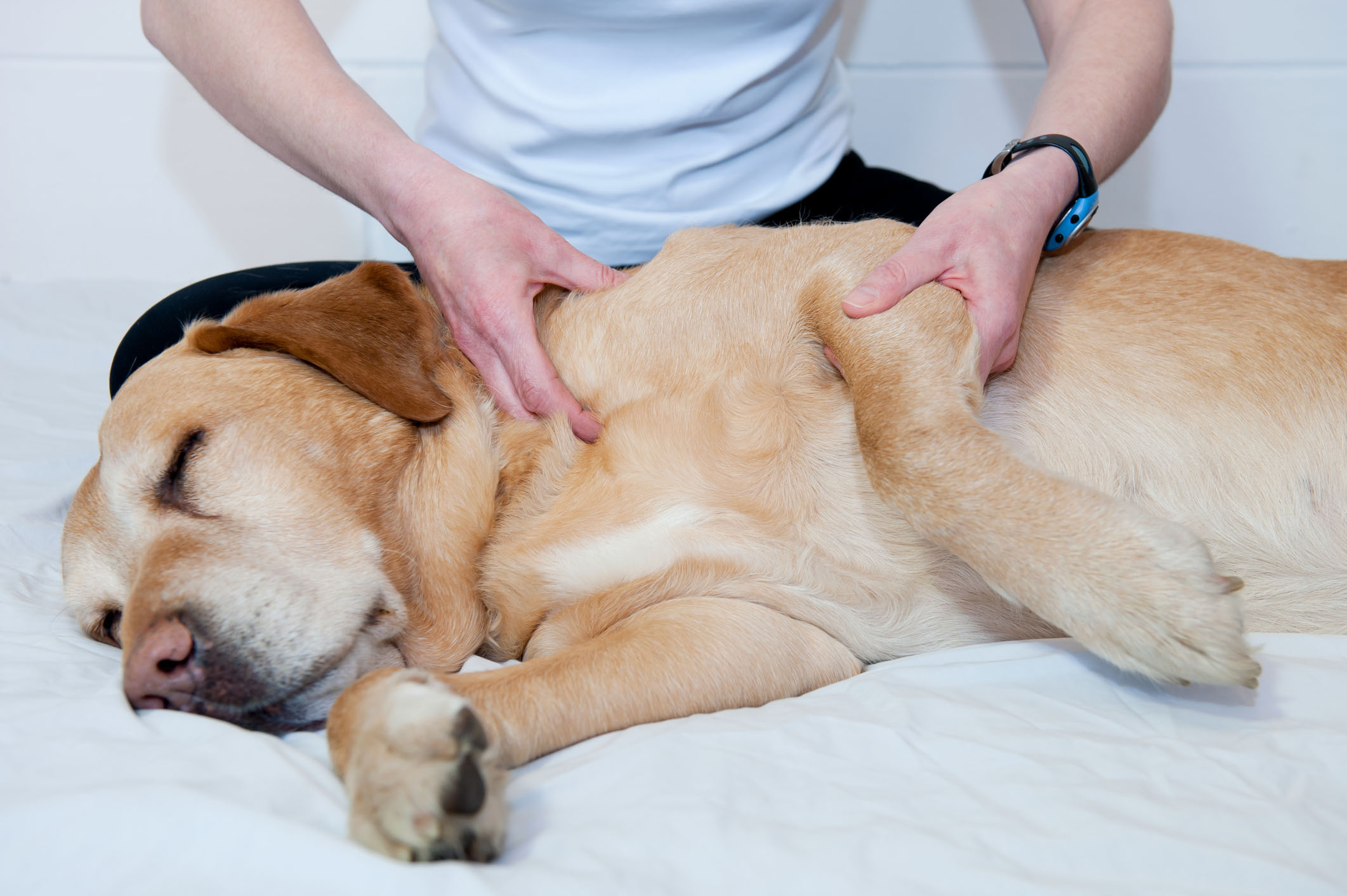 O poder da terapia de reabilitação canina