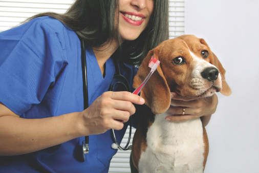 Dicas para escovar os dentes do seu cão