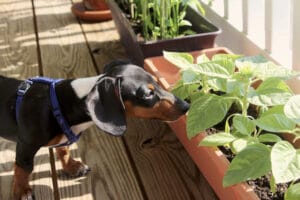 7 plantas seguras para animais de estimação que não machucam seu cão