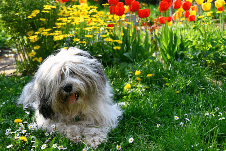 Plantas venenosas para cães: uma lista completa