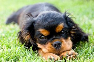 Doença de Lyme em cães: sintomas, testes, tratamento e prevenção