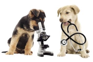 Tratamento com plasma para cachorros desbotados pode oferecer pistas sobre COVID-19
