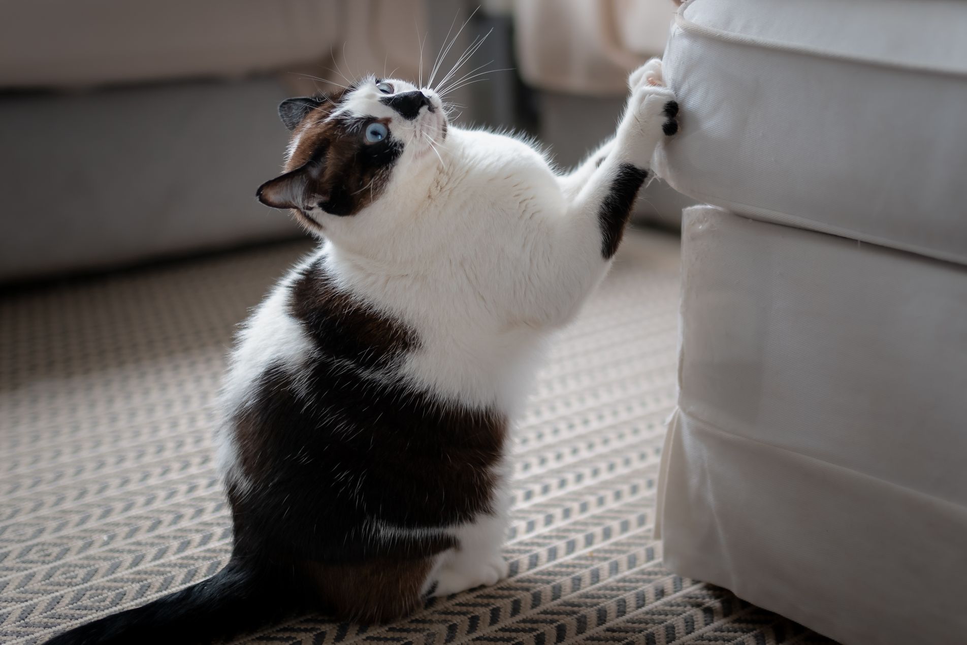 Você pode treinar seu gato para não morder ou arranhar?