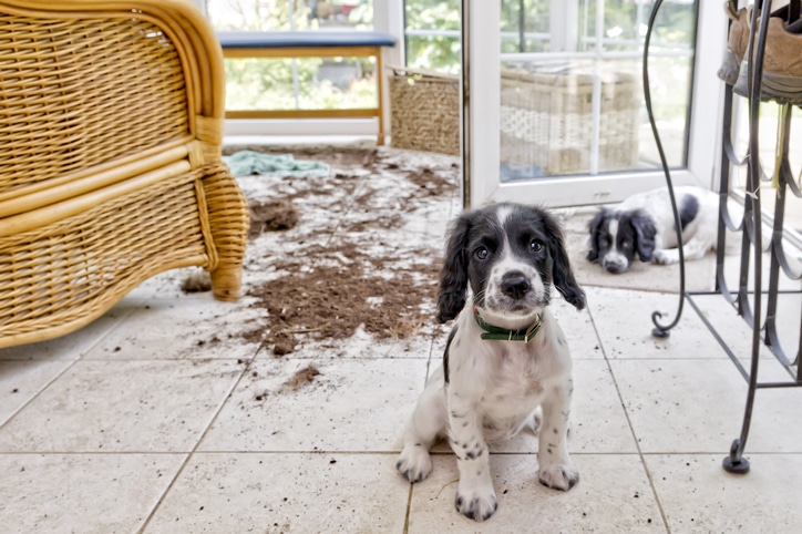 5 soluções de limpeza seguras para cães que você pode misturar em casa