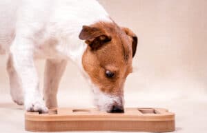 Jogos cerebrais para cães: quando um quebra-cabeça pode ser a solução?