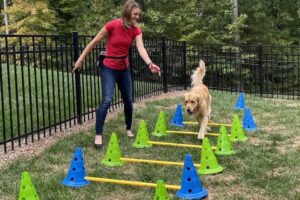 Canine Cavaletti: exercícios equinos que você pode fazer em casa com seu cão