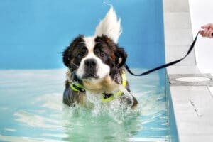 Hidroterapia para cães: uma tendência crescente na fisioterapia canina