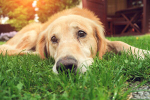 Cães podem chorar?  Os cães choram lágrimas?