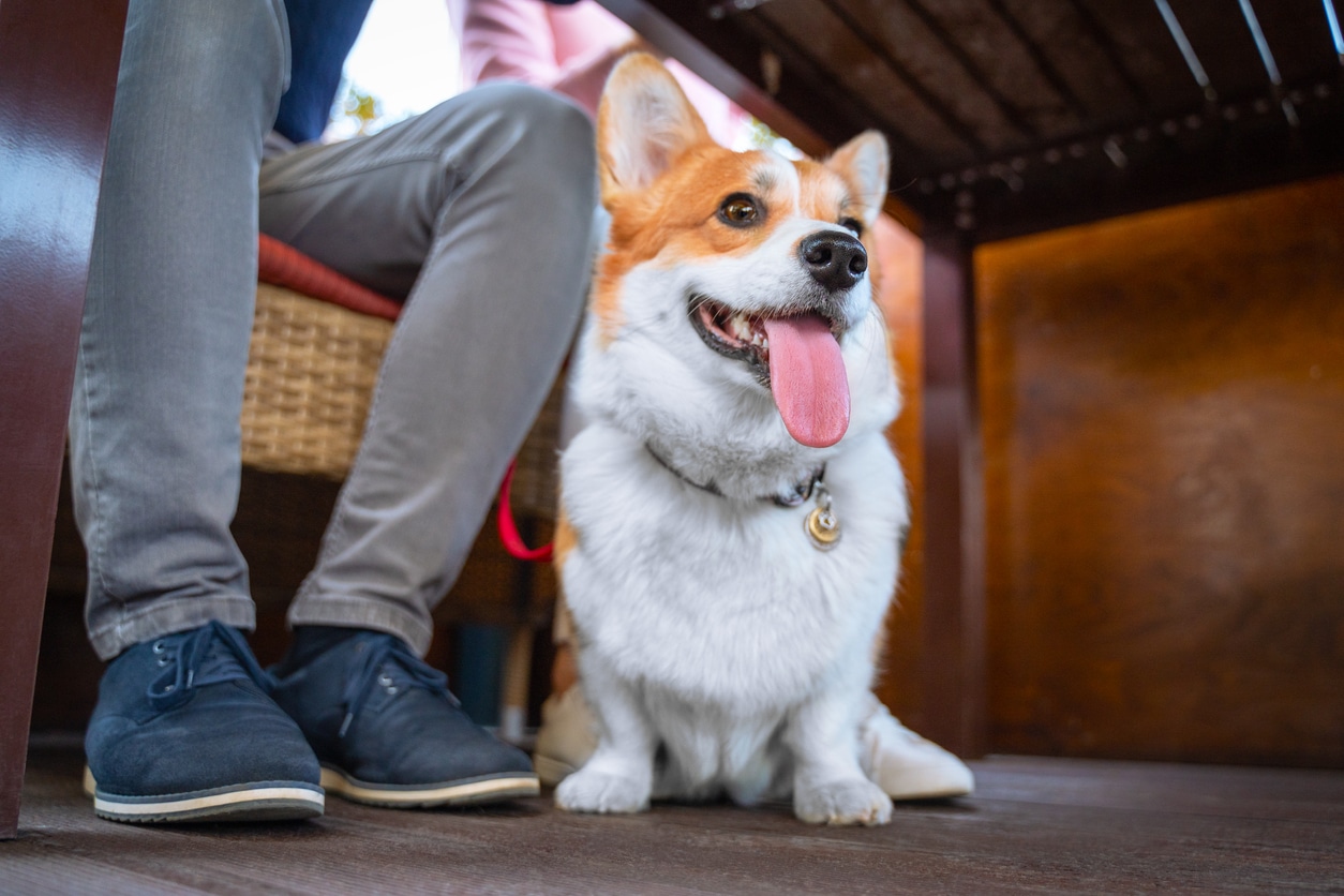 Pátios para cães: as 5 principais dicas de etiqueta de pátio para você e seu cão – The Dog Blog