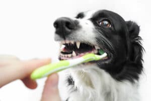 Cuidados dentários para cães