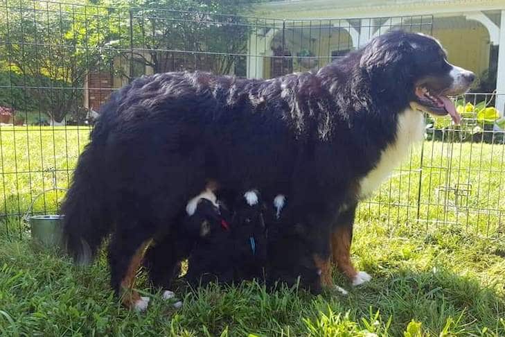 Bernese Mountain Dog cria 10 filhotes de quatro ninhadas – de uma só vez!