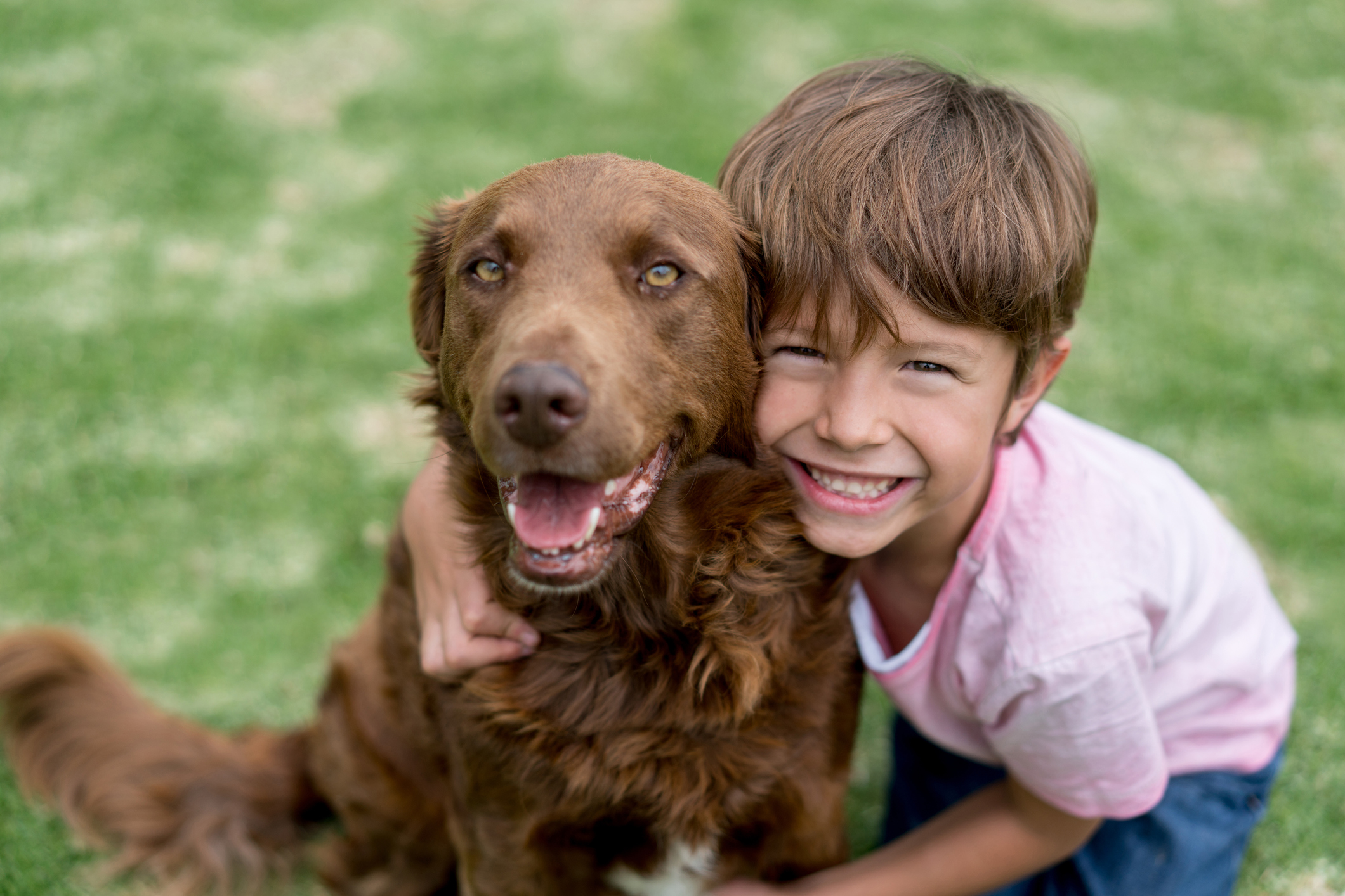 Sensitive Solutions Suporte digestivo e imunológico: um alimento probiótico para cães de Bil-Jac – The Dog Blog