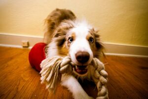 Brinquedos cognitivos caseiros para cães para quando você está preso em casa