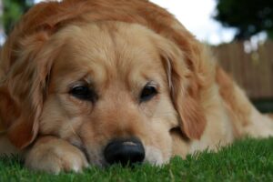 Obstrução intestinal em cães: sintomas, tratamento e prevenção