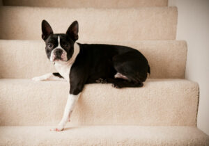 Seu cão precisa de escadas para cães ou uma rampa?